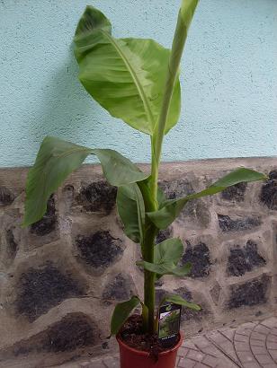 бананова палма generation_SDC14902.JPG Big